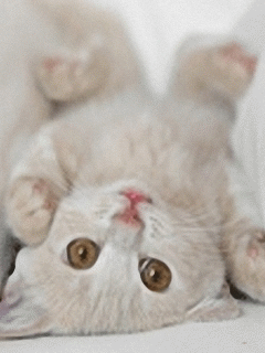 Katzen glitzer bilder