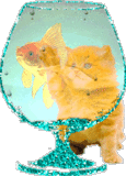 Katzen glitzer bilder