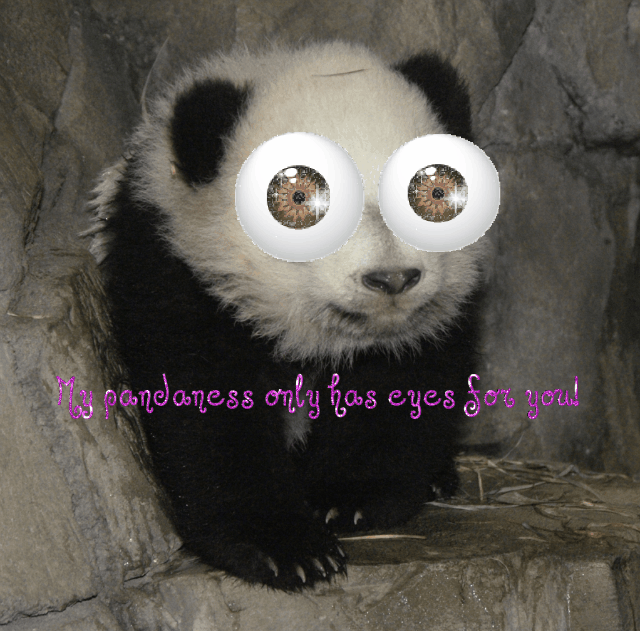 Panda baren glitzer bilder