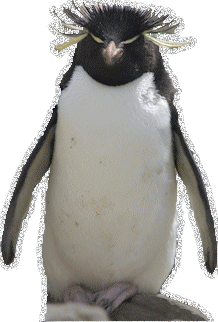 Pinguin glitzer bilder