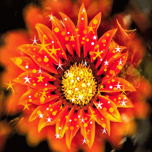 Sonnenblume glitzer bilder