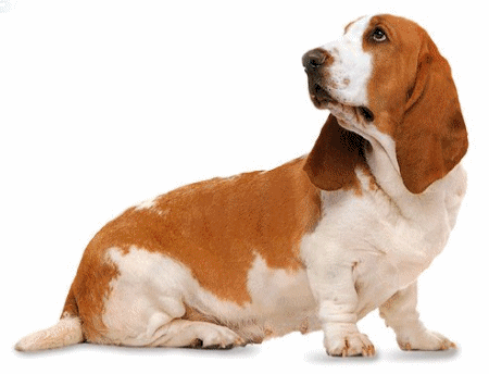 Basset hound hunde bilder