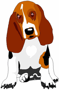 Basset hound