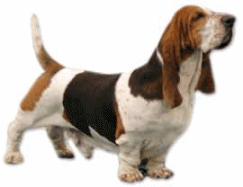 Basset hound hunde bilder