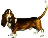 Basset hound