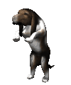 Basset hound hunde bilder