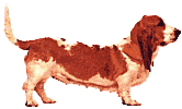 Basset hound hunde bilder