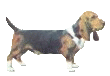 Basset hound hunde bilder