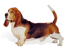 Basset hound