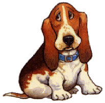 Basset hound hunde bilder