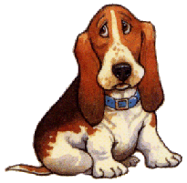 Basset hound