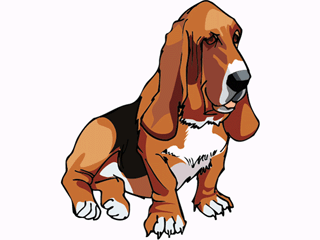 Basset hound