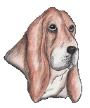 Basset hound hunde bilder