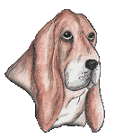 Basset hound