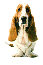 Basset hound hunde bilder