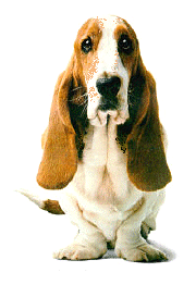 Basset hound