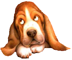 Basset hound