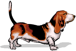 Basset hound hunde bilder