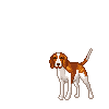 Beagles hunde bilder