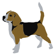 Beagles hunde bilder