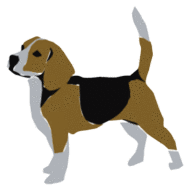 Beagles hunde bilder