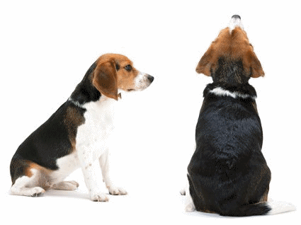 Beagles