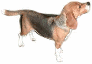 Beagles hunde bilder