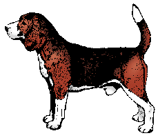 Beagles hunde bilder