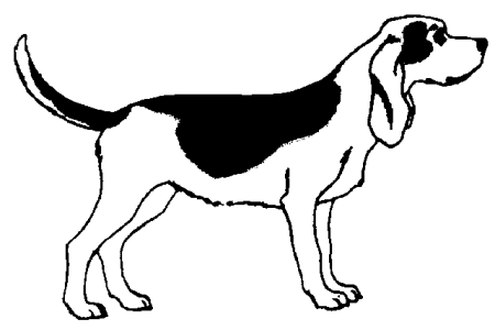 Beagles hunde bilder