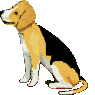Beagles hunde bilder