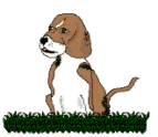 Beagles hunde bilder