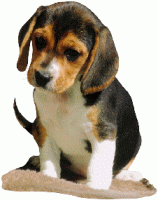 Beagles hunde bilder