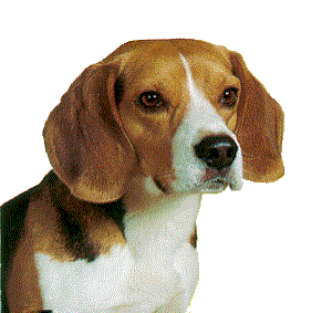 Beagles hunde bilder