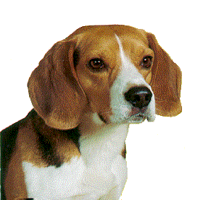 Beagles