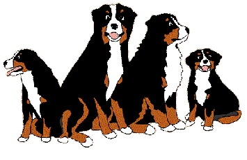 Berner sennen hunde bilder
