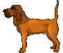 Bluthund hunde bilder