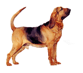 Bluthund hunde bilder