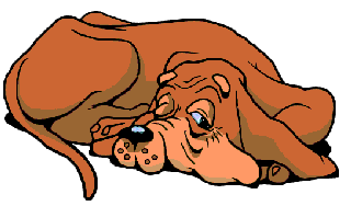 Bluthund hunde bilder