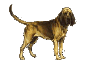 Bluthund hunde bilder