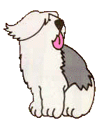 Bobtail hunde bilder