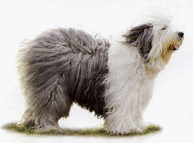 Bobtail hunde bilder