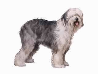 Bobtail hunde bilder