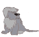 Bobtail hunde bilder