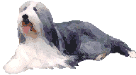 Bobtail hunde bilder
