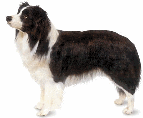 Border collie hunde bilder