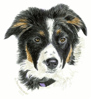 Border collie