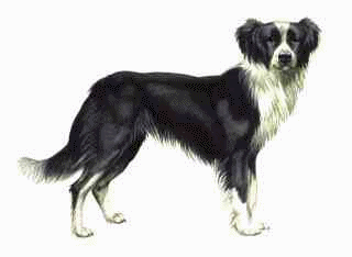 Border collie