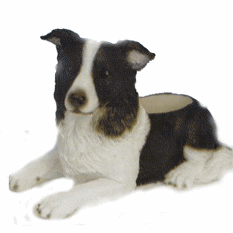 Border collie hunde bilder