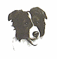 Border collie hunde bilder