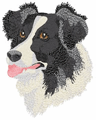 Border collie hunde bilder